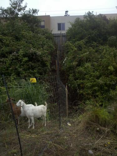 Daly City Lot: Before